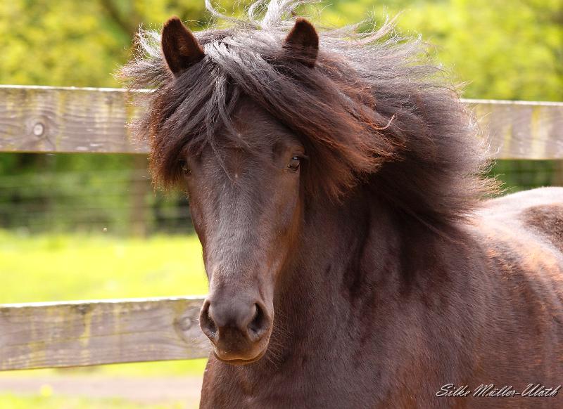 _MG_2347 b.jpg - Njola von Heidmoor